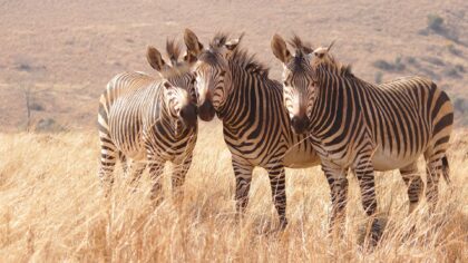 Three zebras stand on a grassy plain