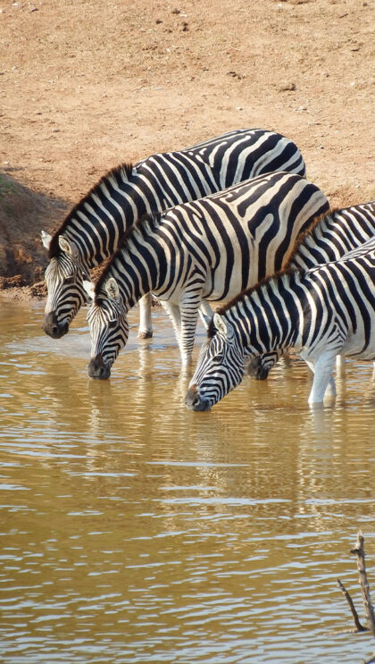 Zebras drink from a pool of water.